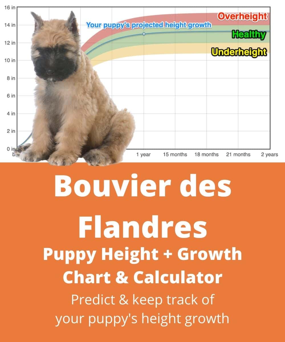 Flanders Cattle Dog Height+Growth Chart How Tall Will My Flanders